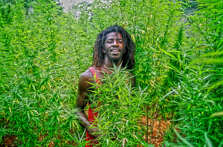 Illustration for article titled Jamaica Legalizes (Medical) Marijuana & Decriminalizes All Weed
